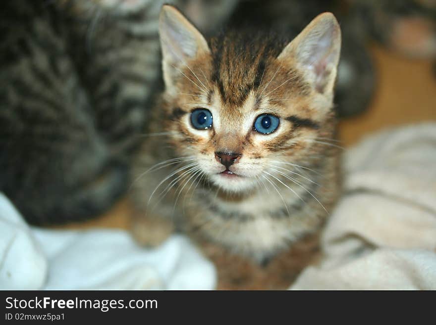 Kitten close focus on face