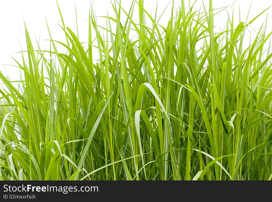 The green grass with white background