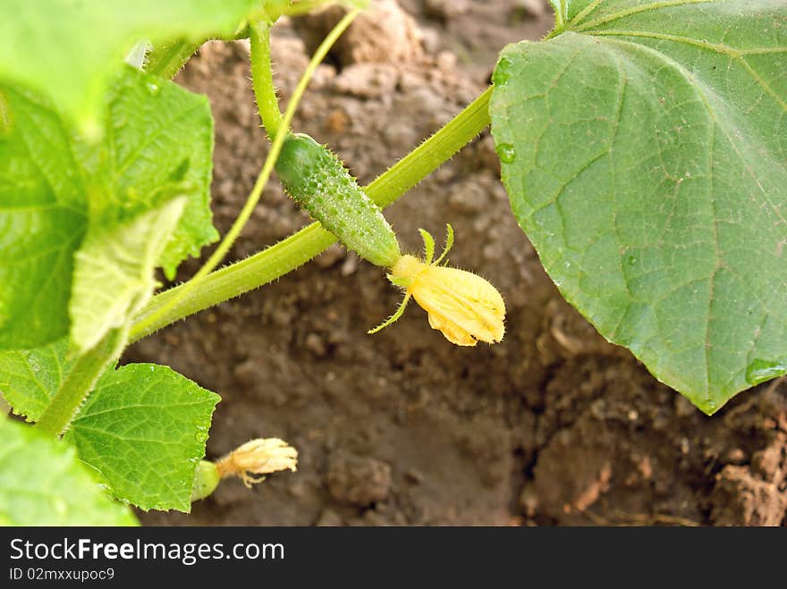 Ovary Cucumber- Vegetables Orchard Crops