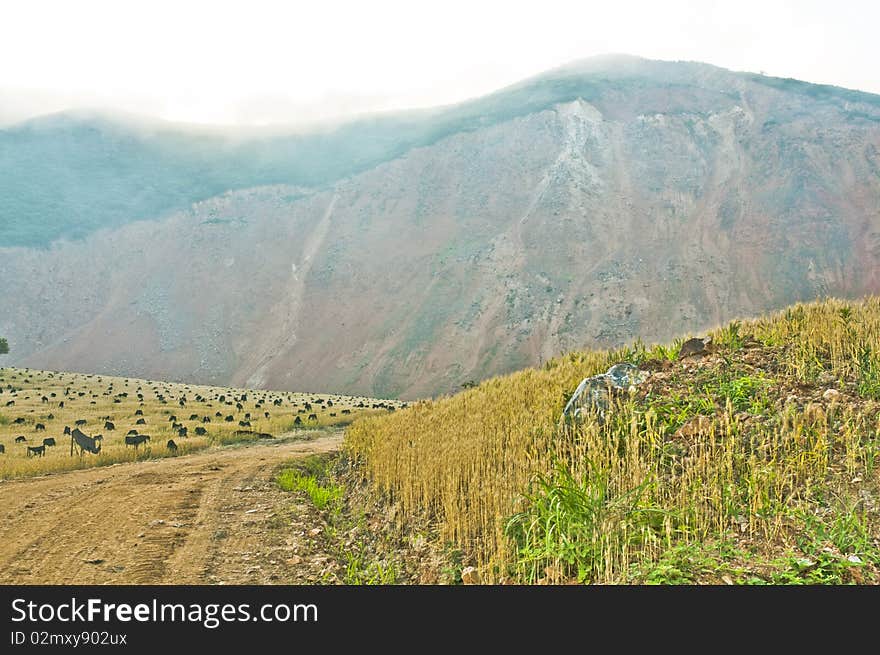 Mine, ore deposit in the field