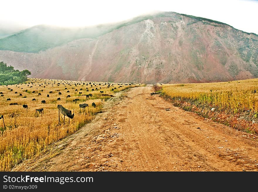 Mine, ore deposit in the field