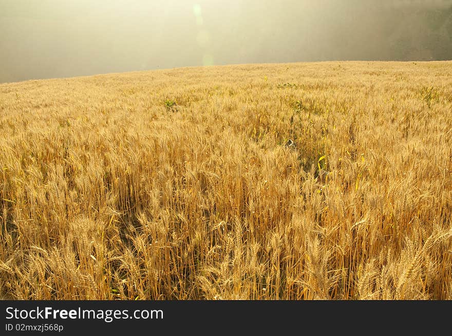 Summer is coming, the wheat turn yellow,. Summer is coming, the wheat turn yellow,