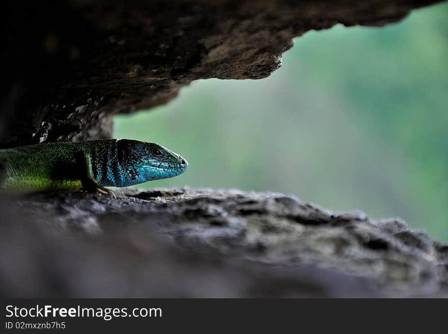 Lizard cave