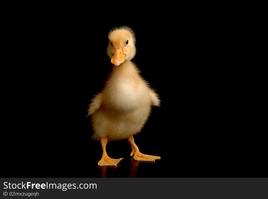 Cute little duck on black background