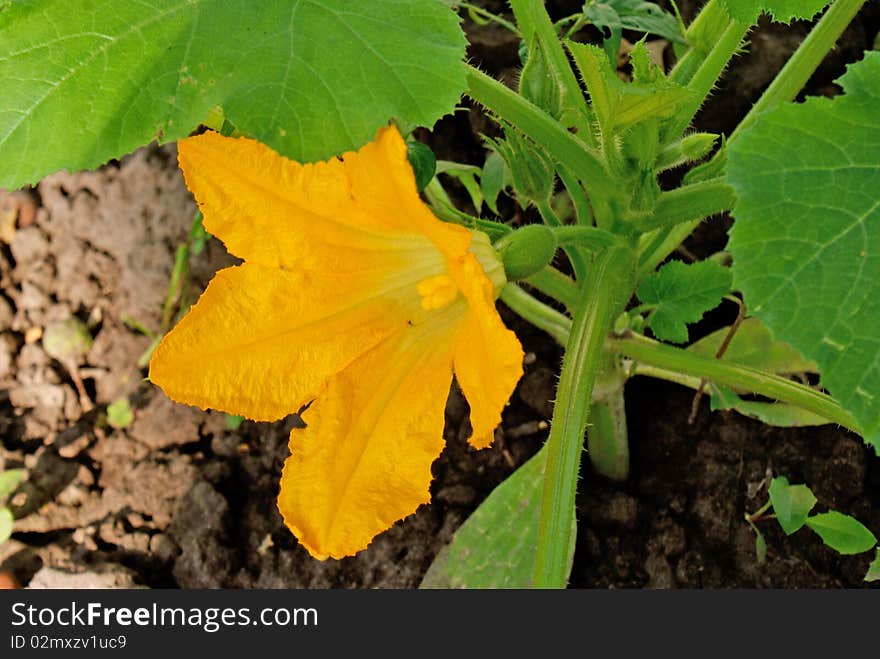 Ovary vegetables orchard crops