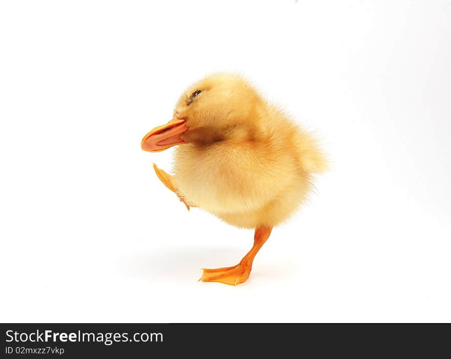 Cute little duck on white  background