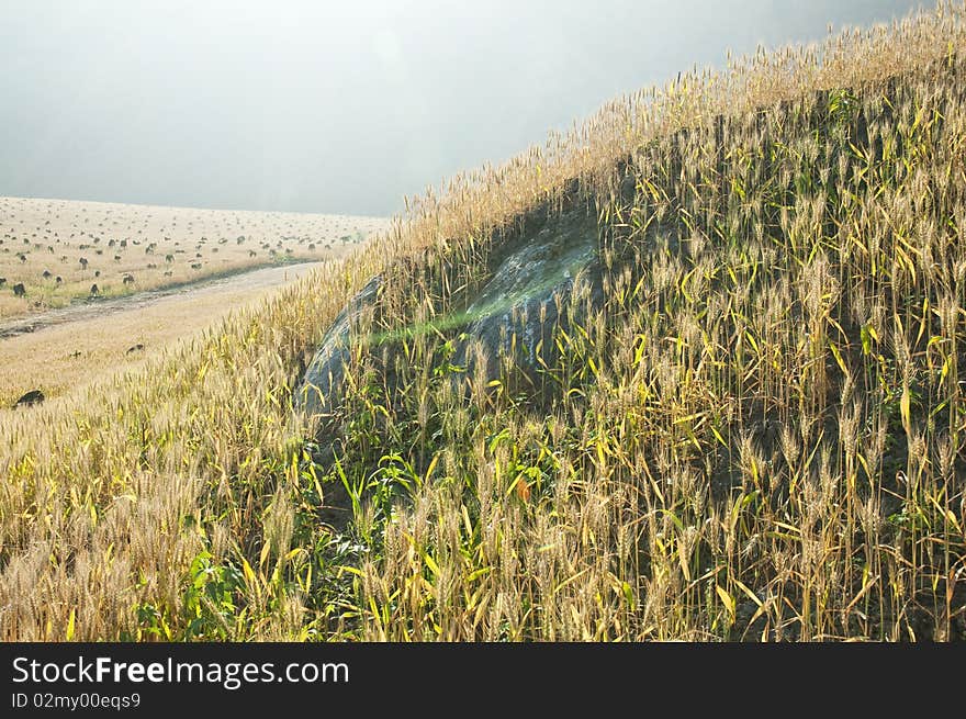 Summer is coming, the wheat turn yellow,. Summer is coming, the wheat turn yellow,