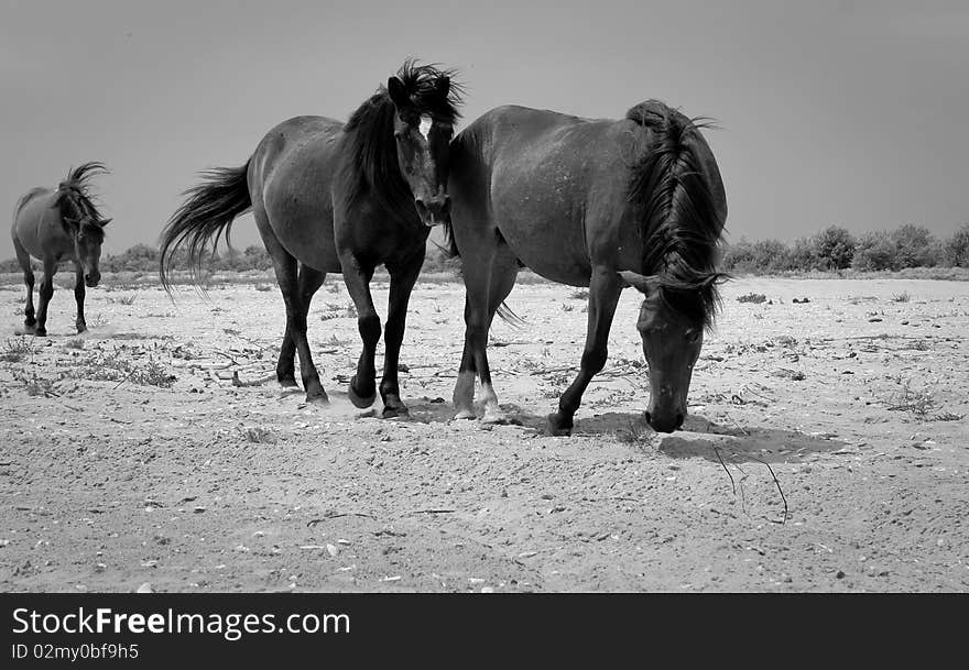 Wild horses on a deserted beach