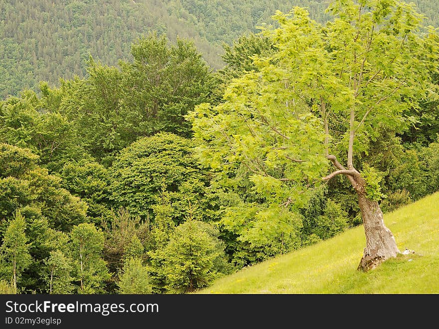 Panoramic view of several trees. Panoramic view of several trees