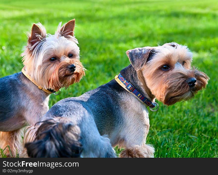 Two Yorkshire terriers.