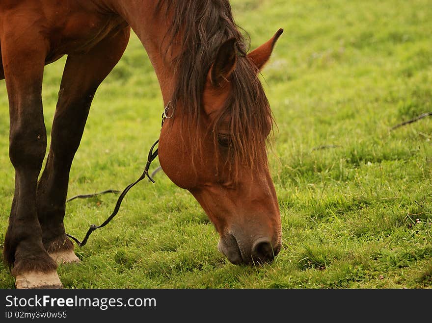 Dinner time for the horse. Dinner time for the horse