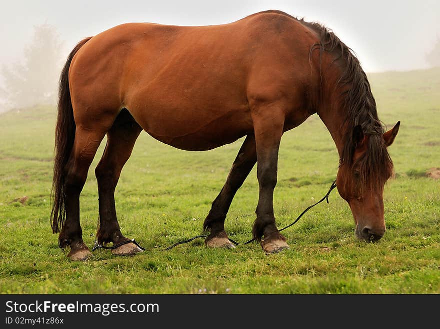 Dinner time for the horse. Dinner time for the horse