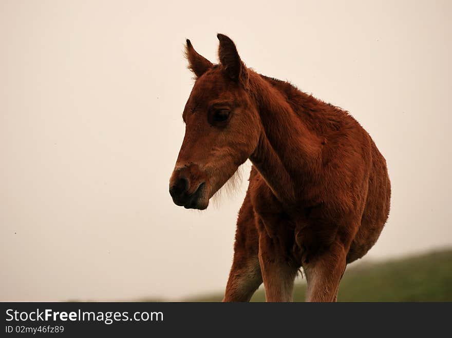 Eating horse