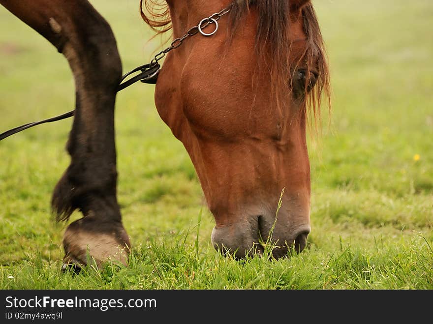 Dinner time for the horse. Dinner time for the horse