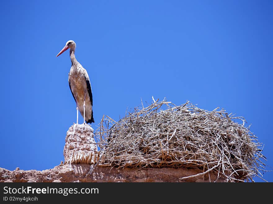 Single storch standing on roof