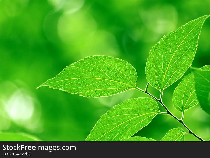 Green leaves in city park in the spring afternoon