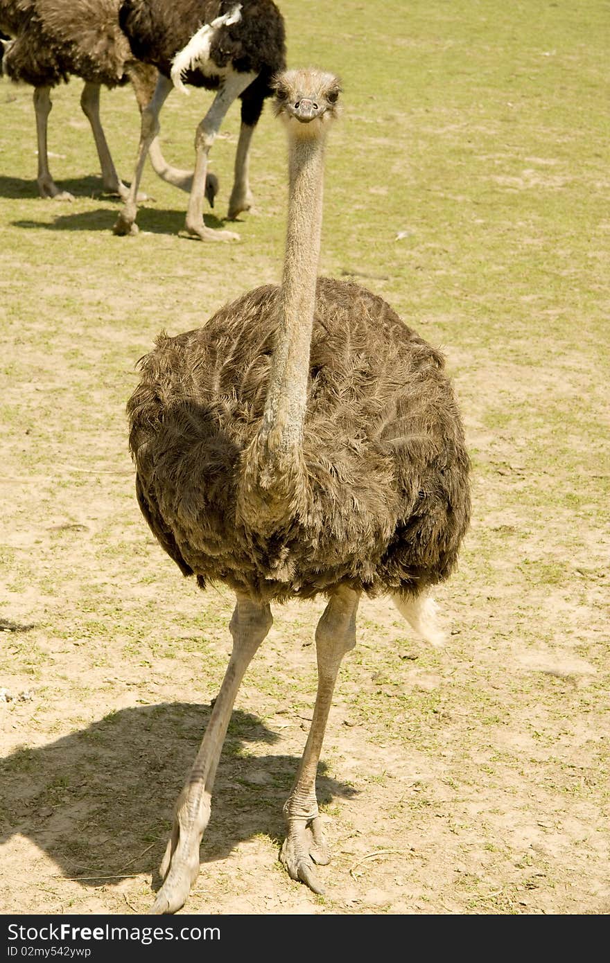 Ostrich on a farm