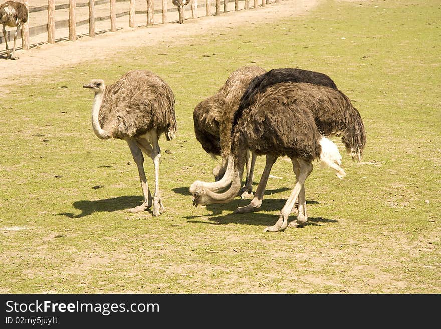 Ostriches eat near a farm in the afternoon. Ostriches eat near a farm in the afternoon