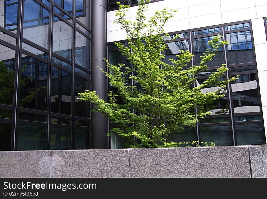 Tree in a business park