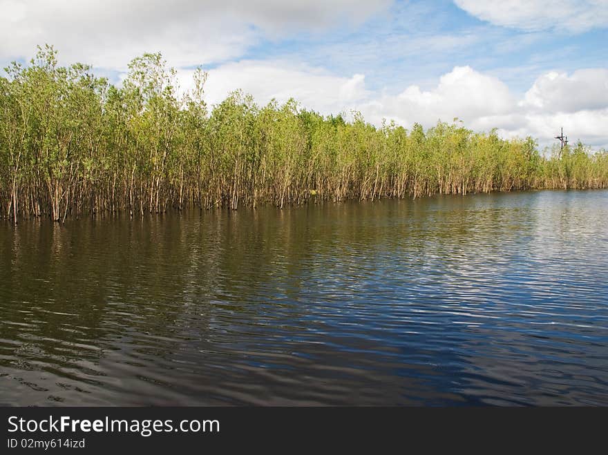 Youths are escapes of off-shore tree, tal'ni. Youths are escapes of off-shore tree, tal'ni