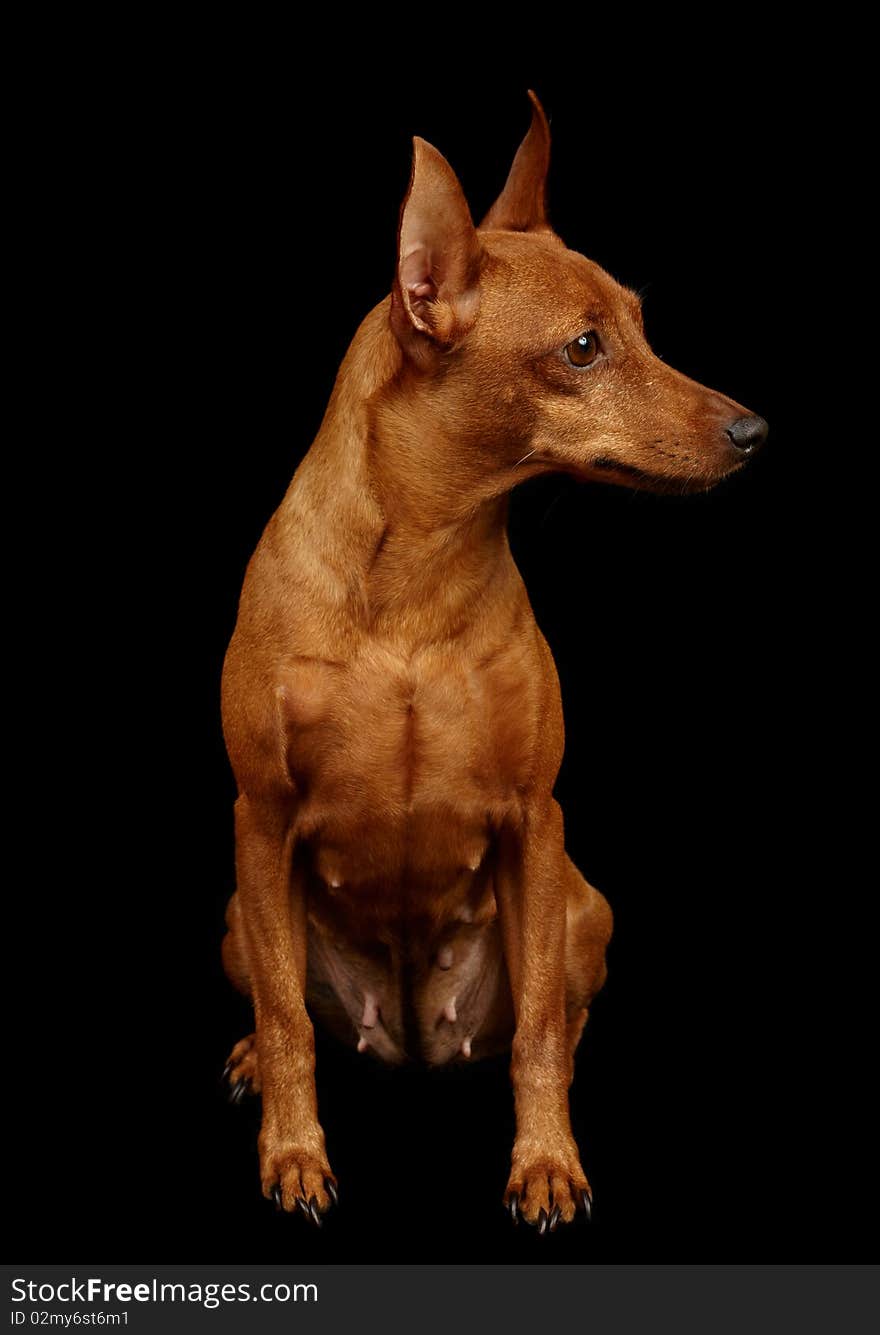 Red Miniature Pinscher