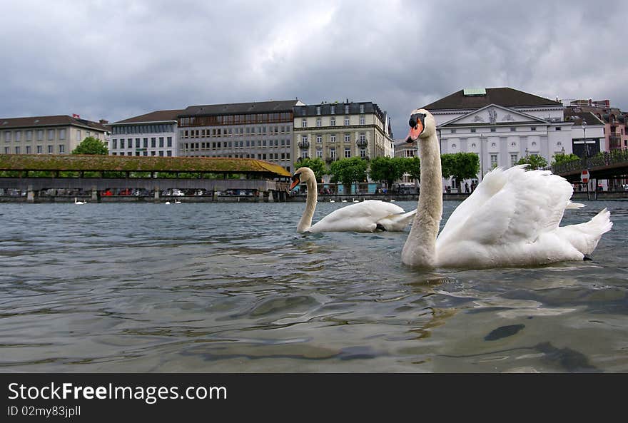 Lucerne, Switzerland, the white swans on Lake Luce