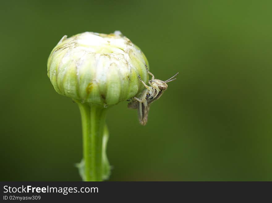 Macro Grasshopper