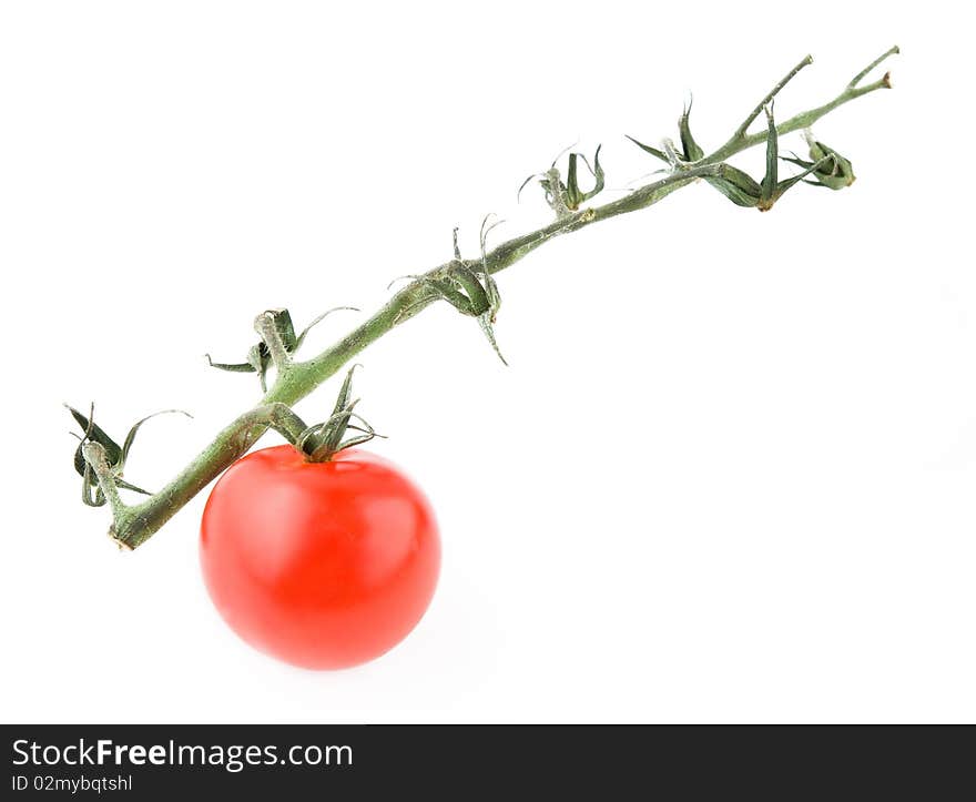 Tomato with branch