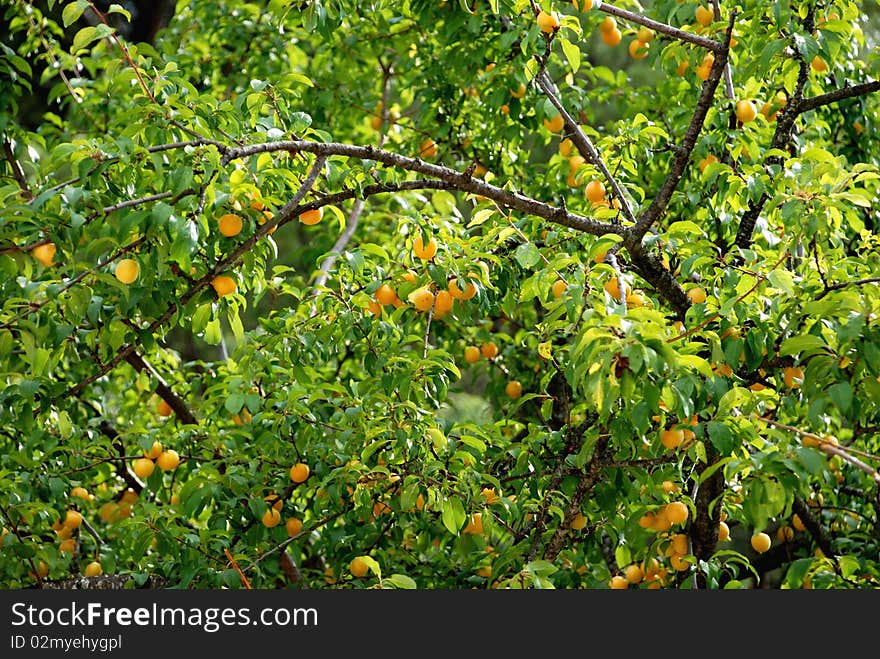 Apricot tree with fruits in the summer. Apricot tree with fruits in the summer.