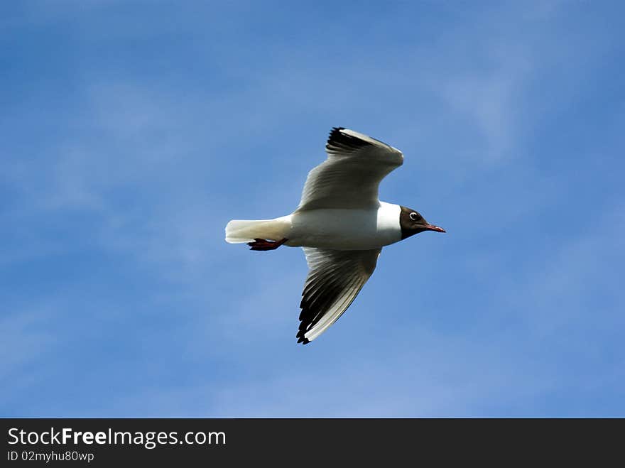 Black Headed Gull in Filght