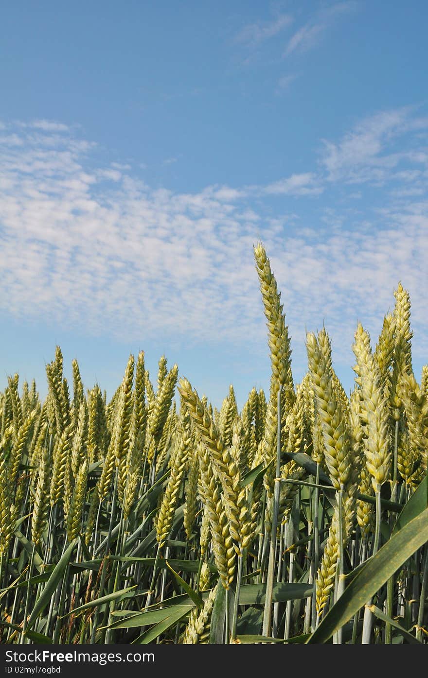 Green wheat