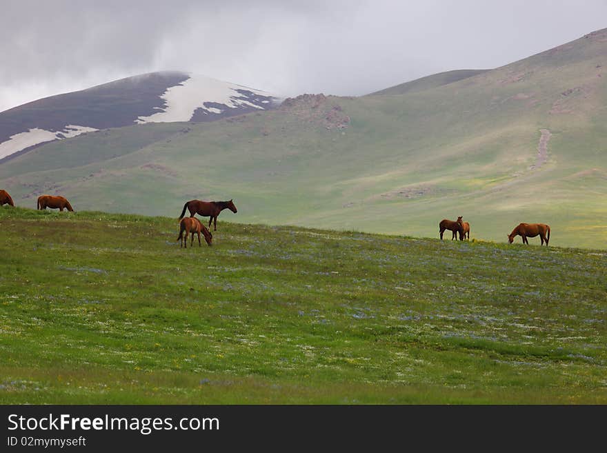 Mountain landscape with grazed horses. Mountain landscape with grazed horses