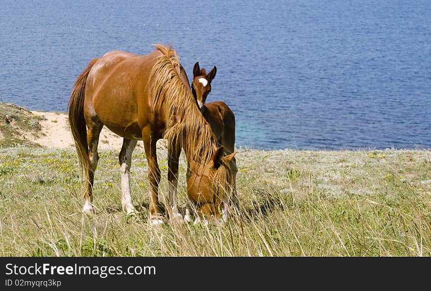 Mare and foal in front of the sea. Crimea. Ukraine. Mare and foal in front of the sea. Crimea. Ukraine