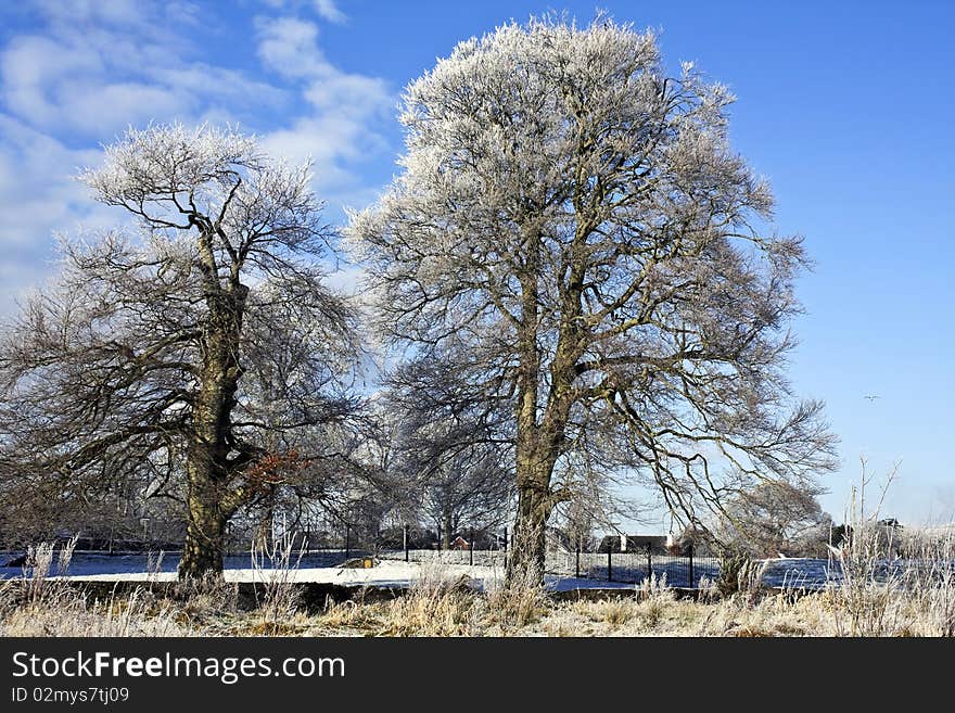 Winter Trees