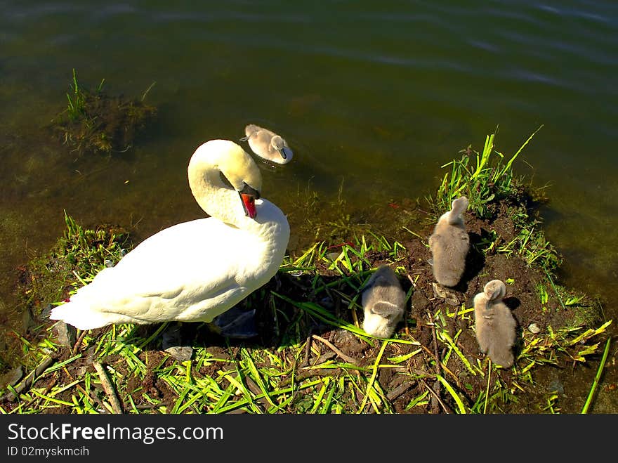 Family of swans with their young
