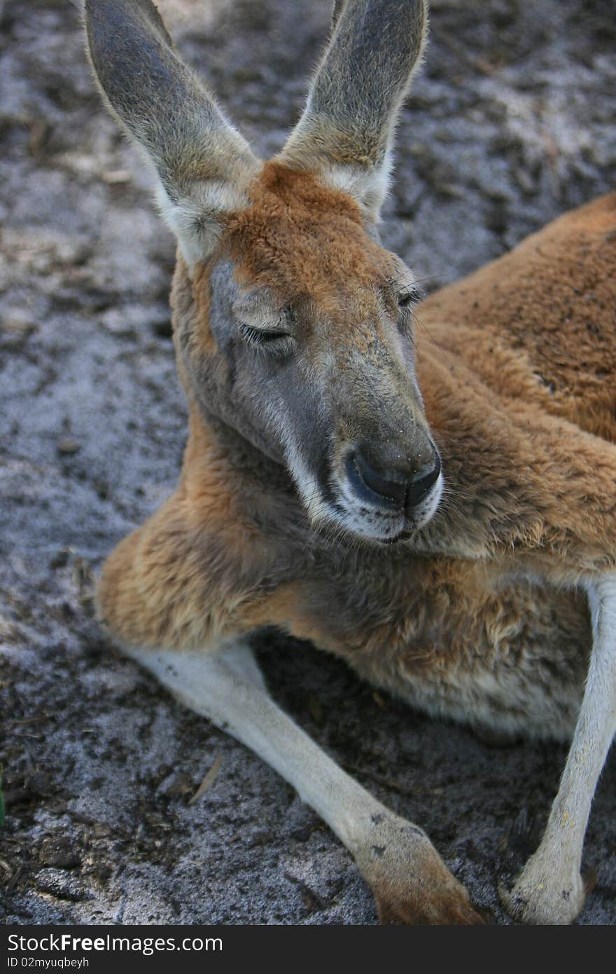 Kangaroo in the wild Taken from Australia