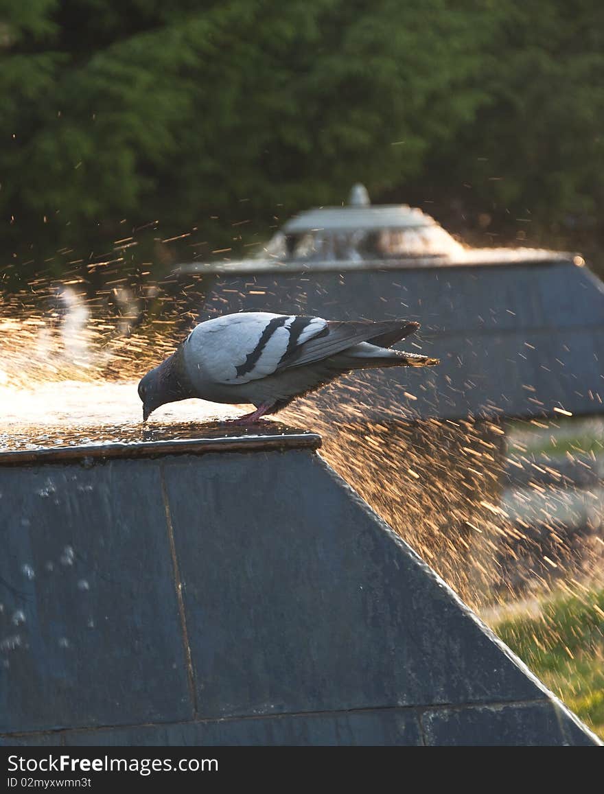 Potable water of pigeon from fountain of city park. Potable water of pigeon from fountain of city park