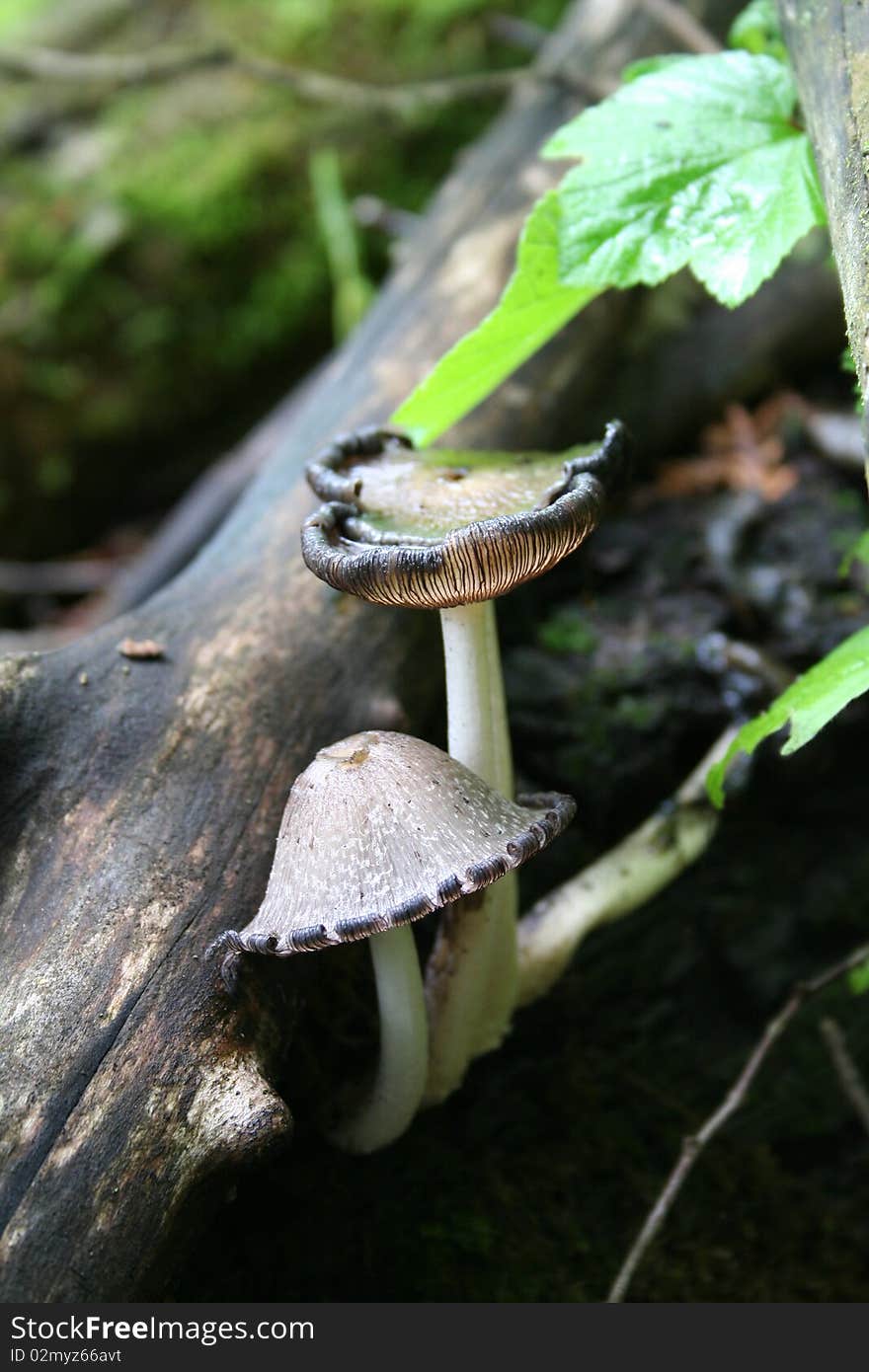 Mushrooms growing off of a fallen dead tree in a moist wooded area on Northome, Minnesota very near the shore of Island Lake. Mushrooms growing off of a fallen dead tree in a moist wooded area on Northome, Minnesota very near the shore of Island Lake.