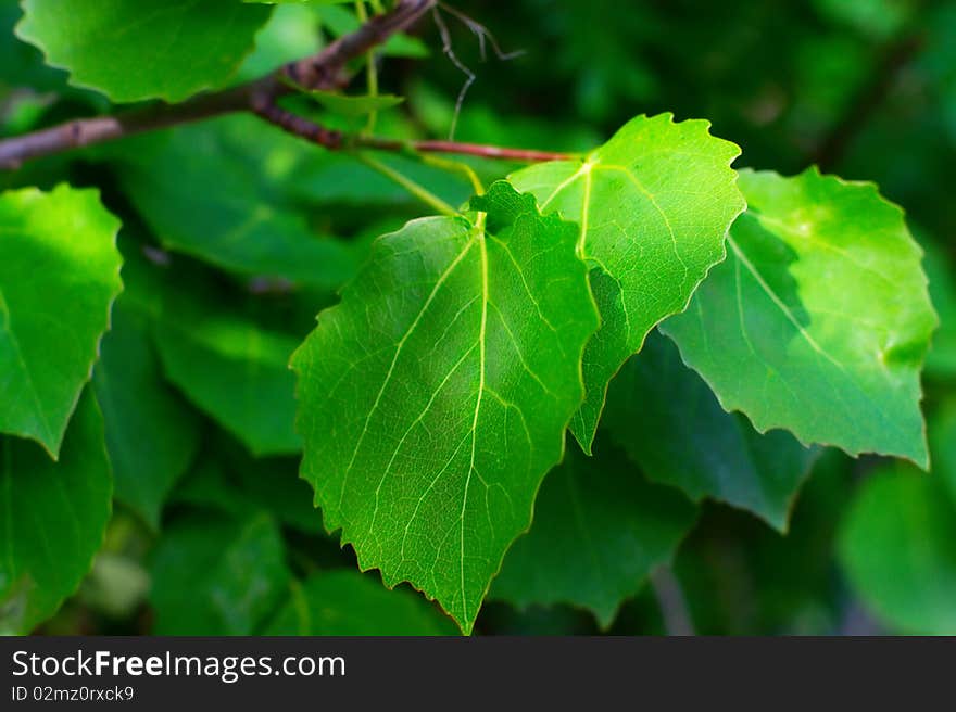 Maple Leafes In Summer Sun