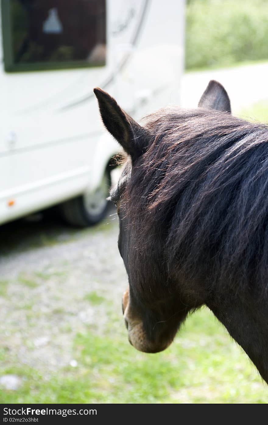 Shot of a sad horse. Shot of a sad horse