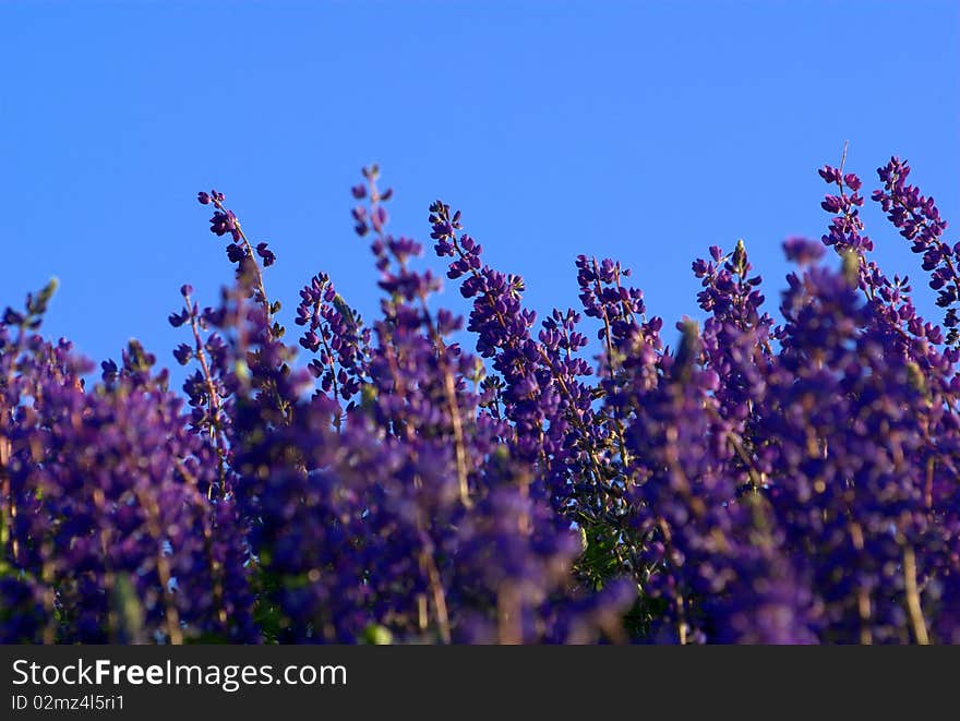 Lupins in the sky line