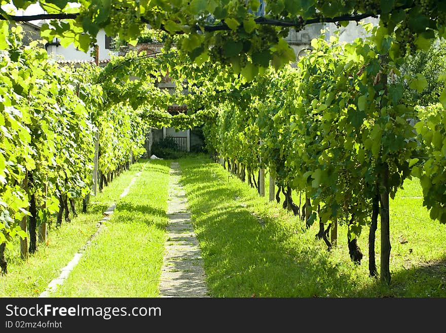 Between the grapevines in a vineyard