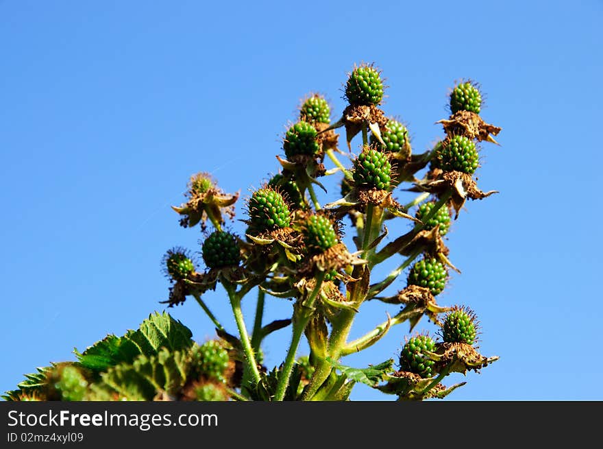 Green Blackberry Closeup