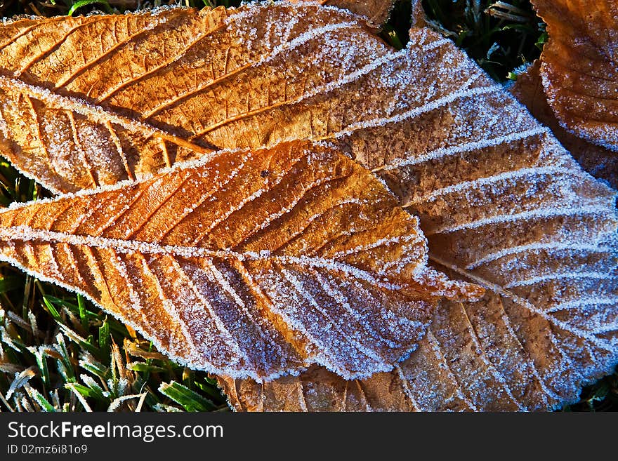 Early morning sunlight begins to melt frost from fallen Horse Chestnut leaves. Early morning sunlight begins to melt frost from fallen Horse Chestnut leaves.