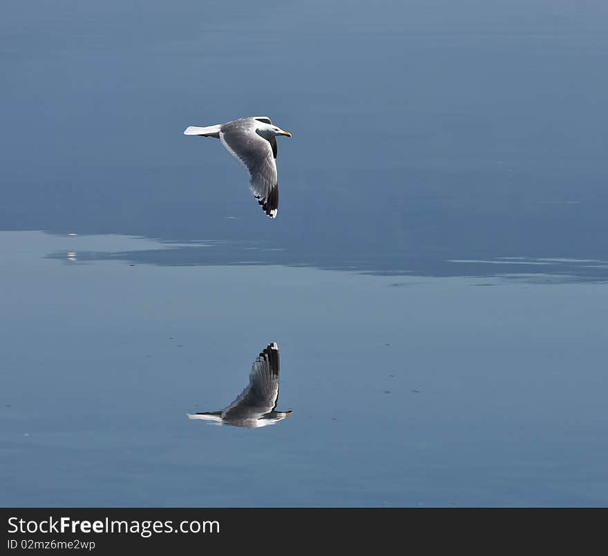 Photo of hunting seagull flying near water. Beautiful reflection is visible. Photo of hunting seagull flying near water. Beautiful reflection is visible