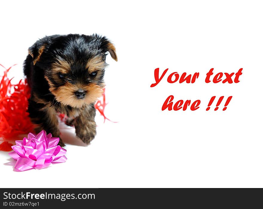 Cute Pretty Yorkshire Terrier Puppy Dog Sitting