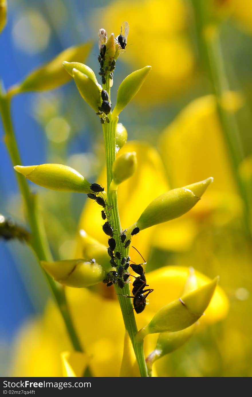 Ant on stem with aphids. Ant on stem with aphids