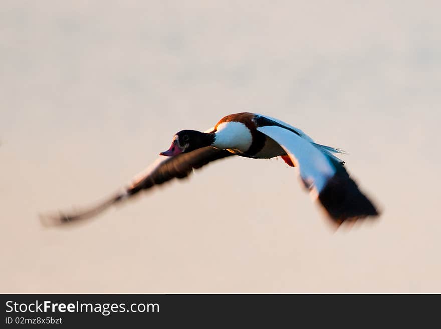 Common Shelduck in flight