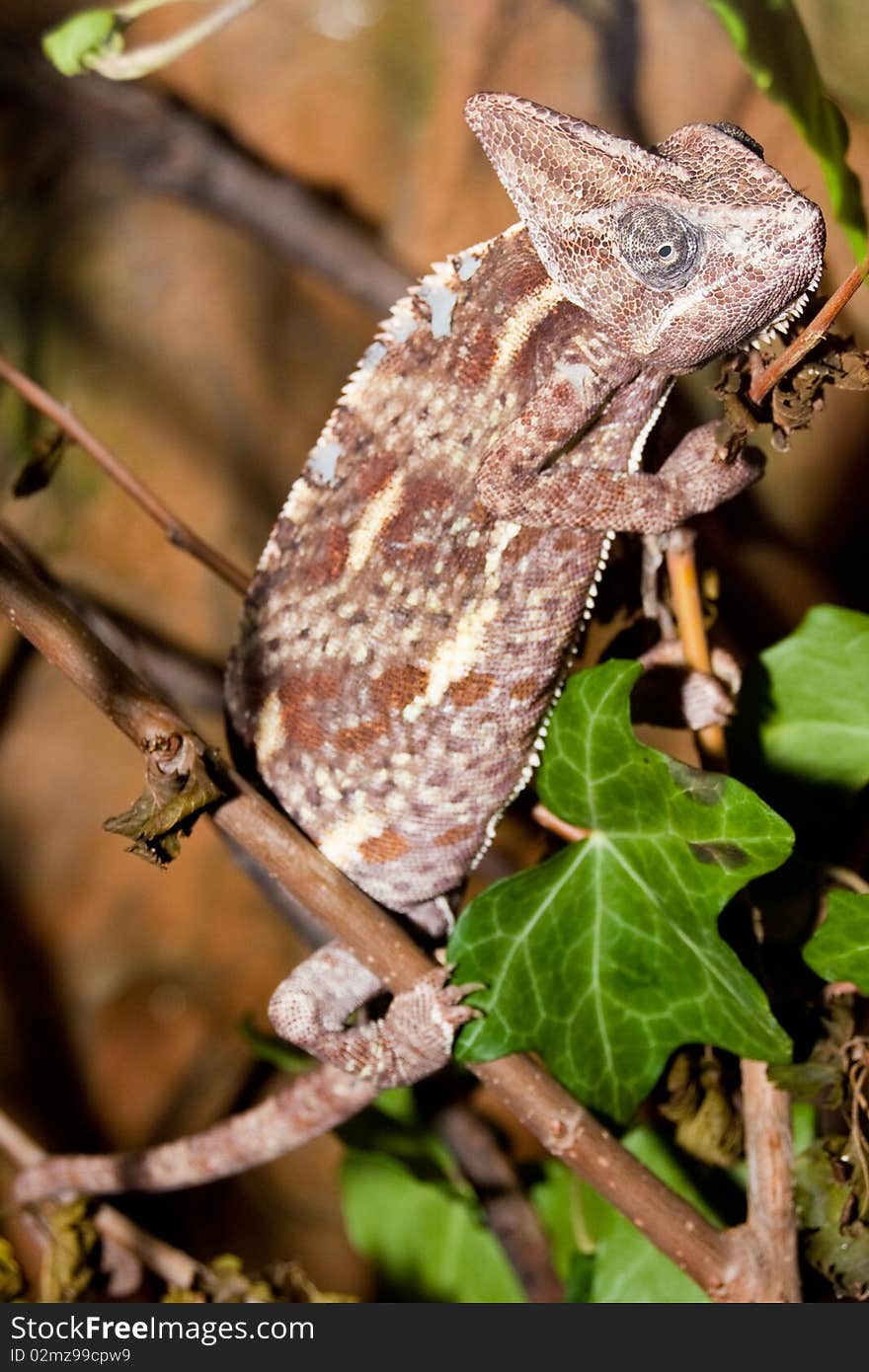 Veiled Chameleon (Chamaeleo calyptratus) in a tree. Veiled Chameleon (Chamaeleo calyptratus) in a tree