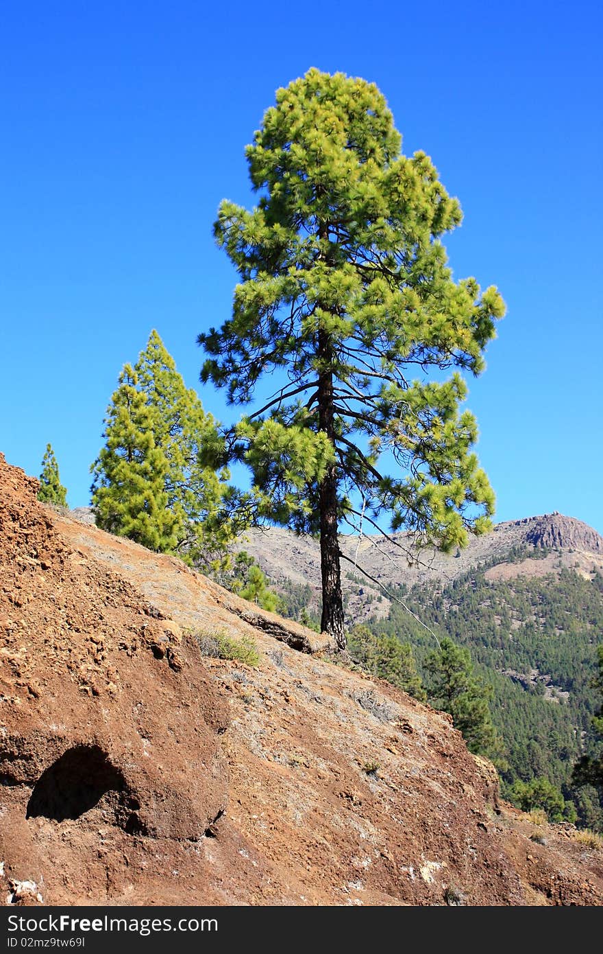 Green pine tree